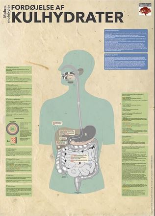 Plakat med Fordøjelse af Kulhydrater (grøn/blå) – 50×70 cm. AstrologiHuset
